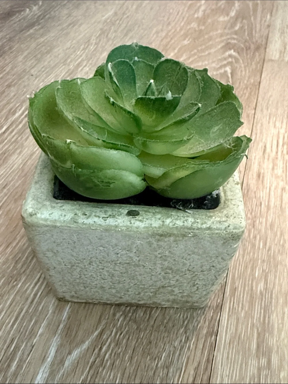Bundle of 2 Mini Faux Succulents Non Matching Ceramic Pots Kohl's Target 2